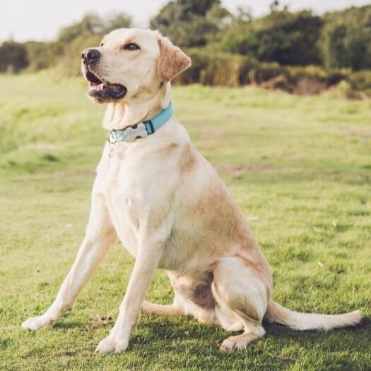 Yellow lab hot sale breed